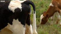 Cutting cow farts to combat climate change