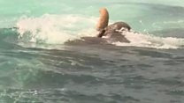 Elephant found swimming 16km out to sea