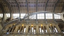 Goodbye Dippy, Hello Hope!