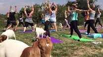 'Why we decided to do yoga with goats'