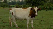 cow fart