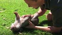 Human kindness and marsupial cuteness