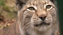 Will lynx return to the UK?