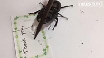 Meet Spike the arty beetle who's work is worth £1000!