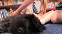 Dog helps schoolchildren with anxiety