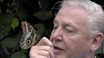 Attenborough battles to save butterflies