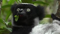 Why buying a sapphire could kill this lemur