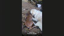 Good boy!