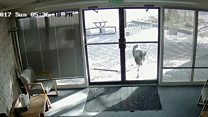 CCTV shows goat smashing US office doors