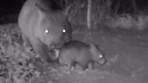 Northern hairy-nosed wombat baby filmed