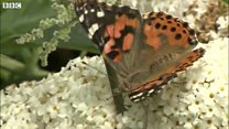 School butterflies released into wild