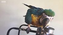 Попугай Лара начинает новую жизнь