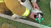 Firefighters revive dog after house fire