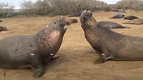 The rather rude sounds of an elephant seal