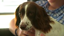 Dogs help veterans cope with PTSD