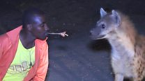 One man and his... hyena