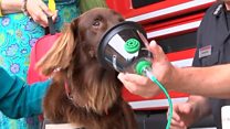 Dog tries oxygen mask for animals in fires