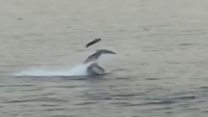 Killer whale flips seal in the air