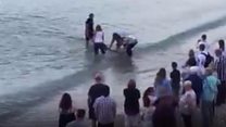 Dolphin rescue on beach
