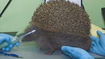 'Beach ball-sized' hedgehog rescued