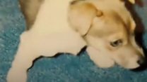 Letter from owner of missing deaf dog goes viral