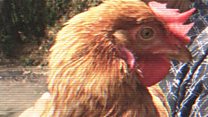 The disease-busting grandmas fighting bird flu