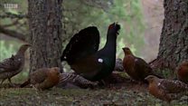 Scottish capercaillie numbers decline