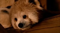 Endangered red panda moves to new home