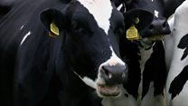 'Smart grass' for belching cows
