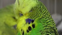 Budgie-mad couple have 400 birds
