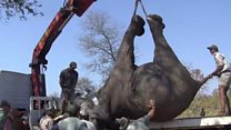 Malawi's upside-down elephants