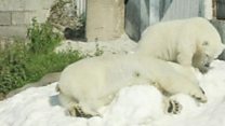 Laplandiya zooparkında qütb ayıları qar hədiyyəsindən zövq alır