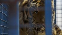 Aleppo zoo animals finally rescued