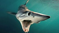 'Sharks have been misunderstood for centuries'