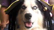 Dogs compete in costume contest