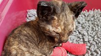 Phoenix the kitten saved from the flames