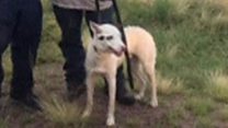 Dog rescued from submerged car