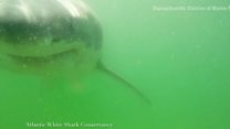 Great white shark tries to eat camera