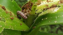 The hungry pest threatening Africa's crops