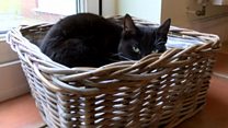 Cancer-nursing cat scoops national award