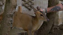 Muntjac deer uses dog flap