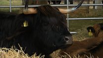 Fèill an Eilein Duibh