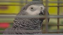 Wolf-whistling parrot ruffles feathers