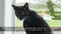 Portadown puss is the purr-fect companion