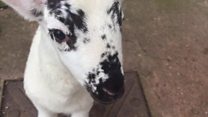 Rescued lamb 'not facing dinner plate'
