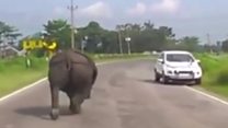 Rhino forces drivers to flee