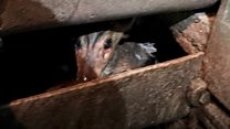 Deer released after water wheel ordeal