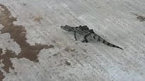 Alligator spotted by engineer at Chew Valley Lake