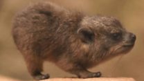 Triplet 'rock rabbits' debut at Chester Zoo