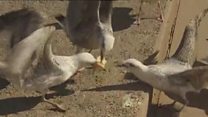 Council considers £100 fine for feeding seagulls
